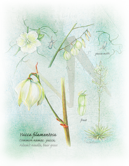 References - Snowdrop (533x684), Png Download