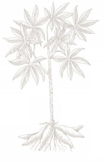 Imagenes De Una Planta Con Yuca Animadas (337x522), Png Download