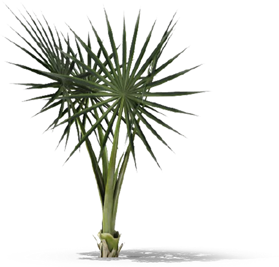 Product Item - Potted Fern (570x570), Png Download