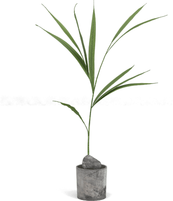 Plant - Houseplant (342x397), Png Download