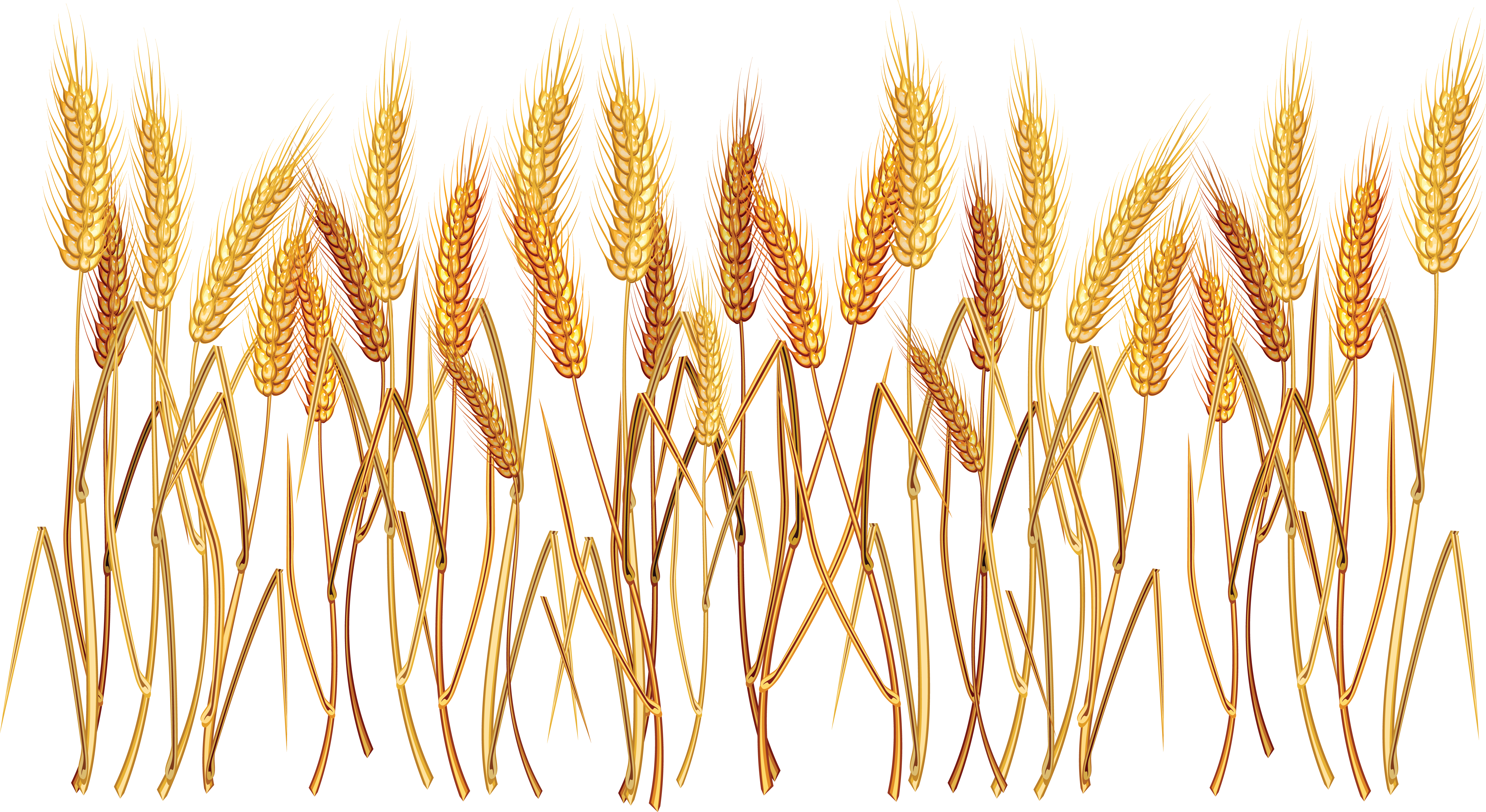 Vegetation Drawing Field Wheat - Wheat Clipart Transparent Background (5730x3133), Png Download