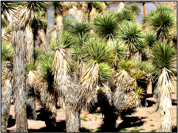 Joshua Tree - Joshua Tree Sapling (640x480), Png Download