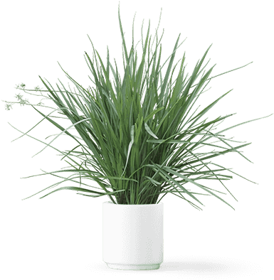Plant2 - Inspired Home All I Care About Is - Guinea Pig Box (447x393), Png Download