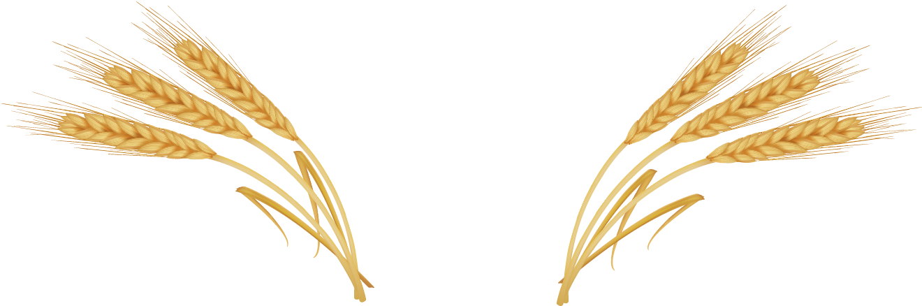 Wheat Ear Royalty - Wheat Png (1453x642), Png Download
