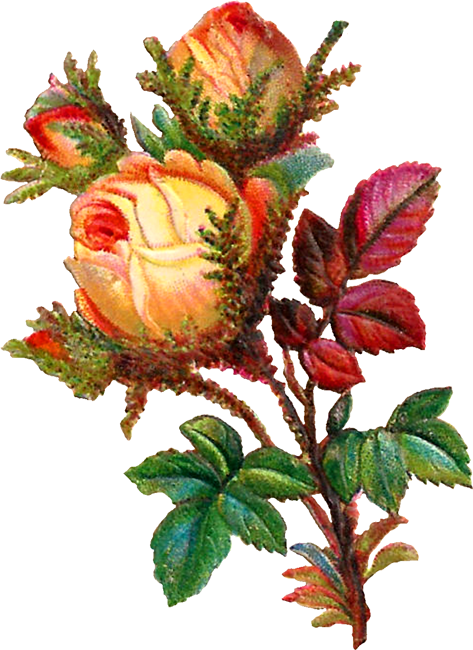 Stock Yellow Rose Digital Flower Clip Art Vector Black - Flower (1089x1409), Png Download