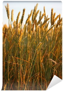 Field Canvas Print (400x400), Png Download
