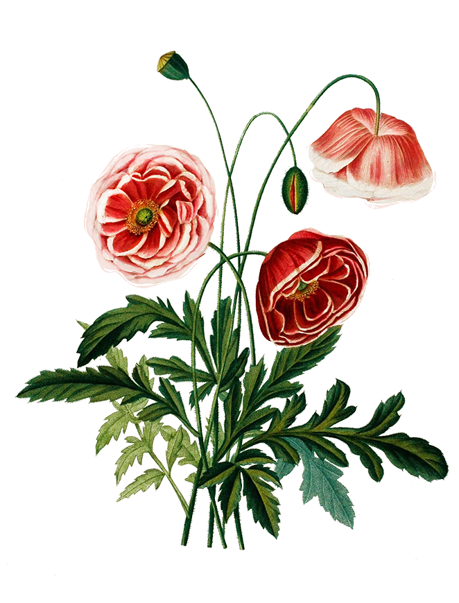 Digital Scrapbooking Flowers Png Transparent - Pink Poppies Vintage (661x886), Png Download