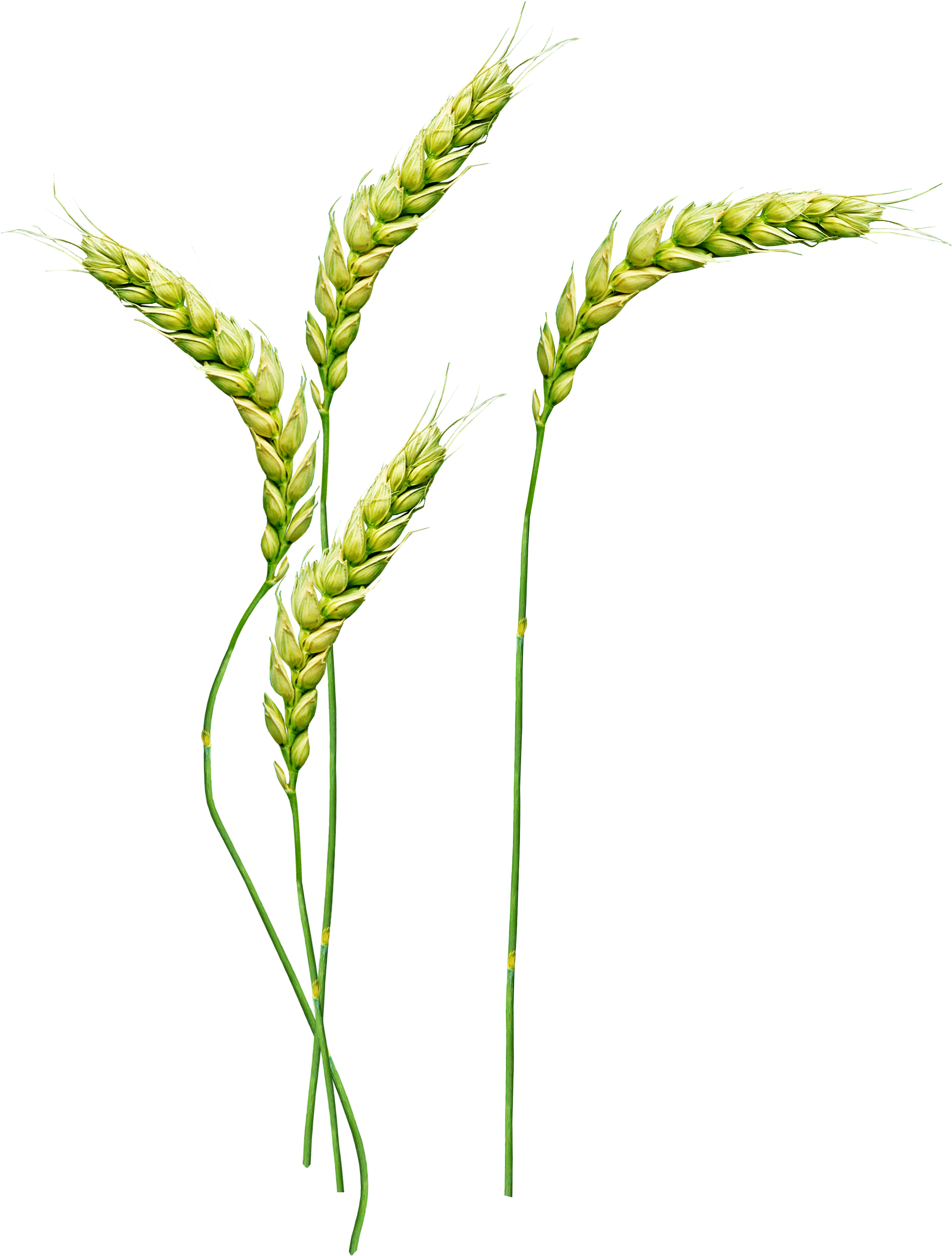 Wheat Png - Стебель Png (2435x3213), Png Download