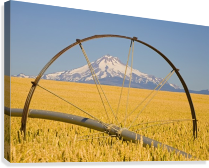 Irrigation Pipe In Wheat Field With Mount Hood In Background - Posterazzi Irrigation Pipe In Wheat Field With Mount (429x344), Png Download