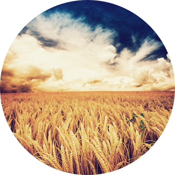 Wheat Field Png Kellerweis® - Kingdoms Are Destroyed When Believers Confess Jesus (350x350), Png Download