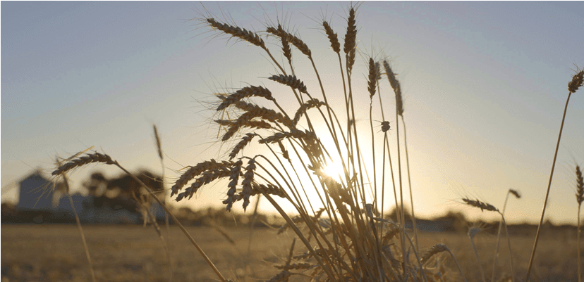 Wheat (1180x400), Png Download