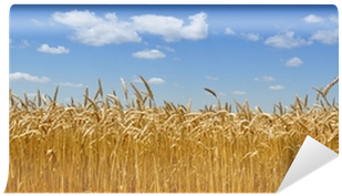 Wheat Fields (400x400), Png Download