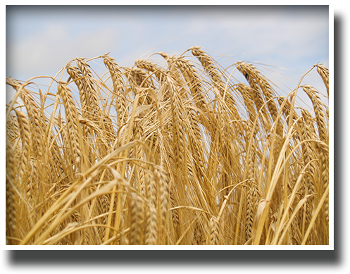 Our Heritage - Wheat - Wheat (497x389), Png Download