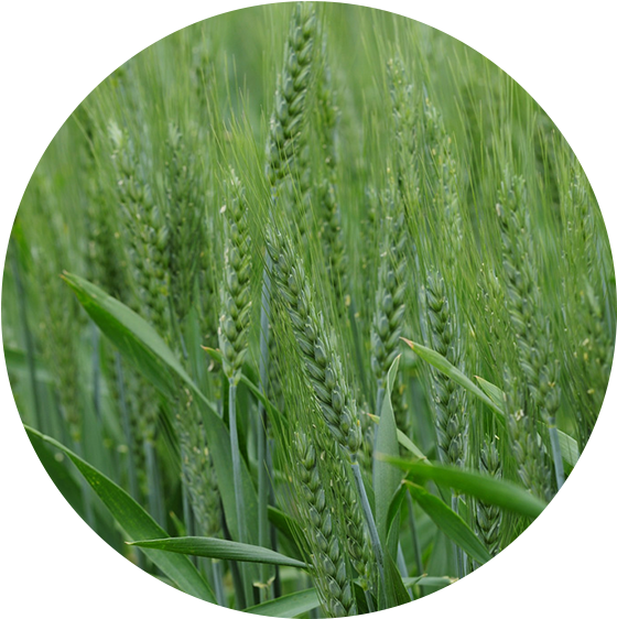 Wyalkatchem (600x600), Png Download