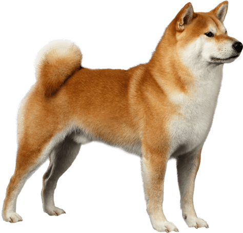 Shiba-inu - Shiba Inu Dog Breeds (567x489), Png Download