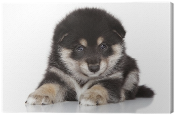 Shiba Inu Puppy On White Background Canvas Print • - Shiba Inu Štěně (400x400), Png Download