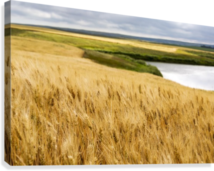 Ripe Golden Brown Wheat Field With Pond And Rolling - Ripe Golden Brown Wheat Field With Pond (429x344), Png Download