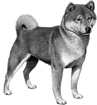 Shiba Inu - B&w - Myheritagewear I Love My Shiba Inu Dog Square Coasters (450x360), Png Download