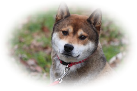 Red Female - Hokkaido (480x320), Png Download