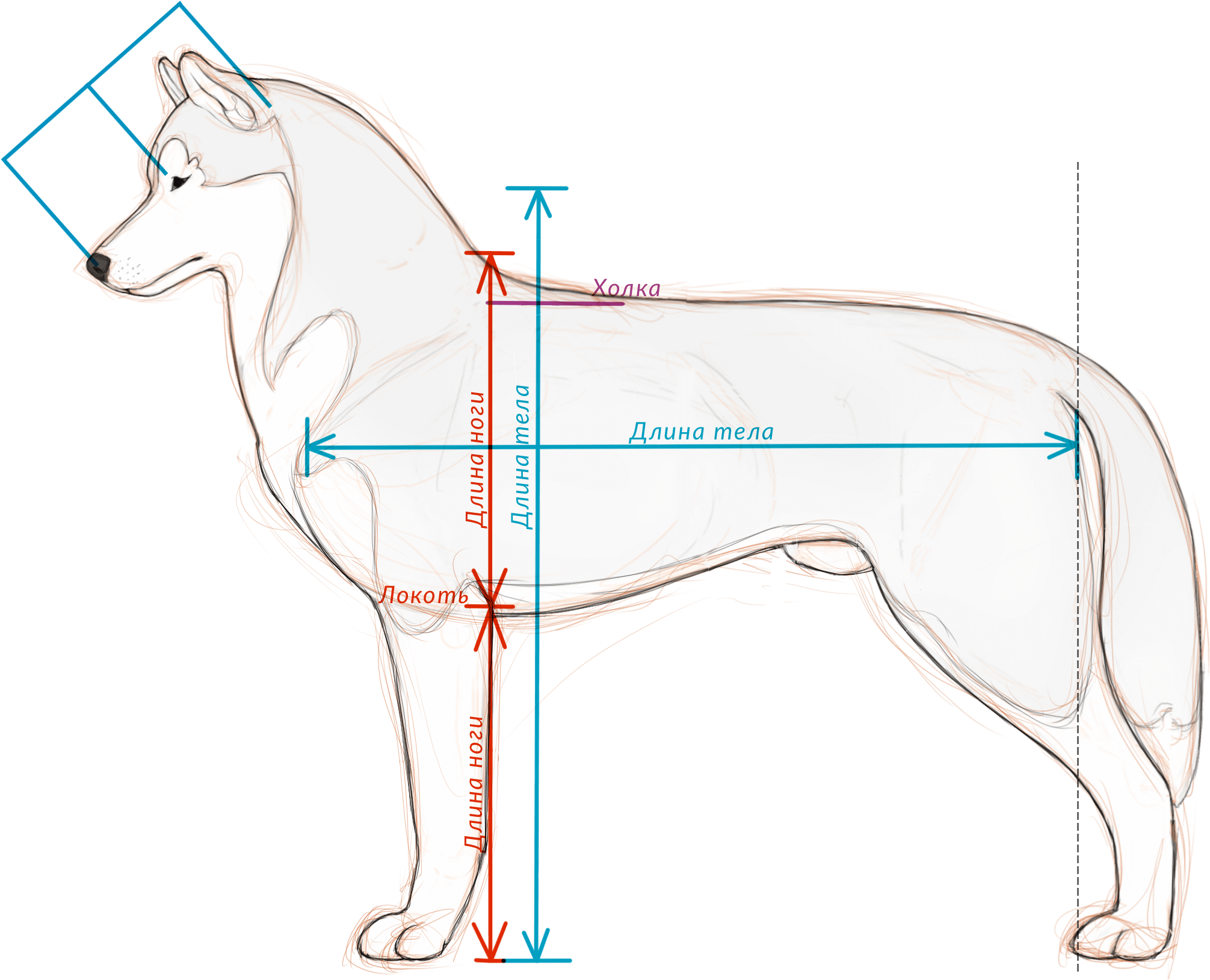 Стандарт Fci - Ancient Dog Breeds (2460x2047), Png Download