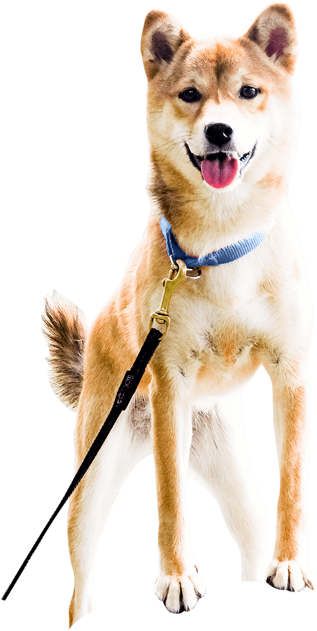 Ceilidh - Dog (633x1258), Png Download