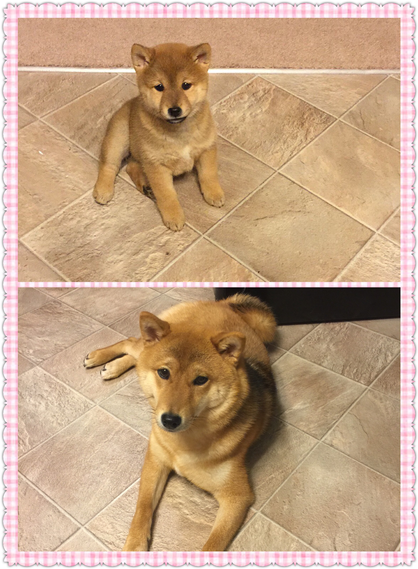 Shiba Inu - Companion Dog (1390x1880), Png Download