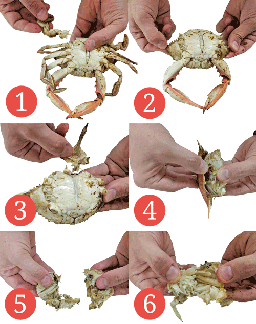 Like A Pro - Eat Crabs (500x633), Png Download