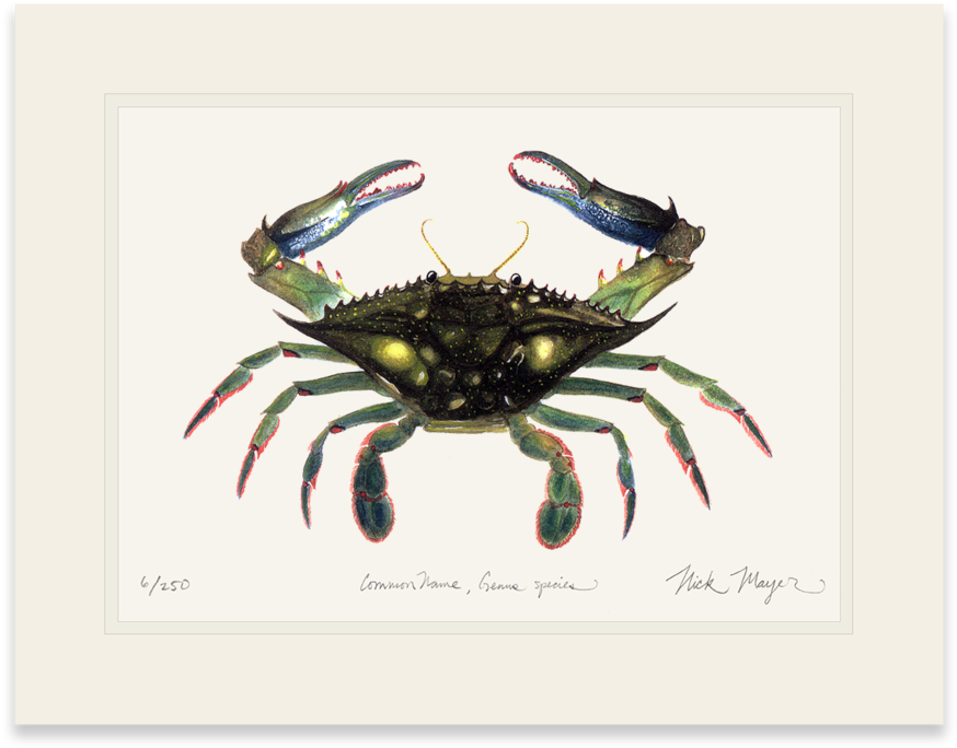 Blue Crab, Claws In - T-shirt (1024x855), Png Download