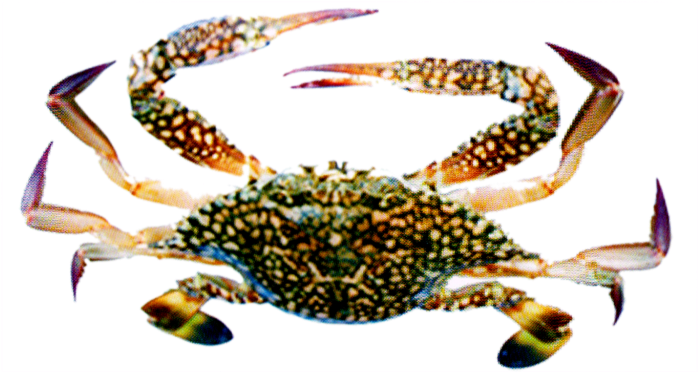 Blue Swimming Crab - Flower Crab (1200x421), Png Download