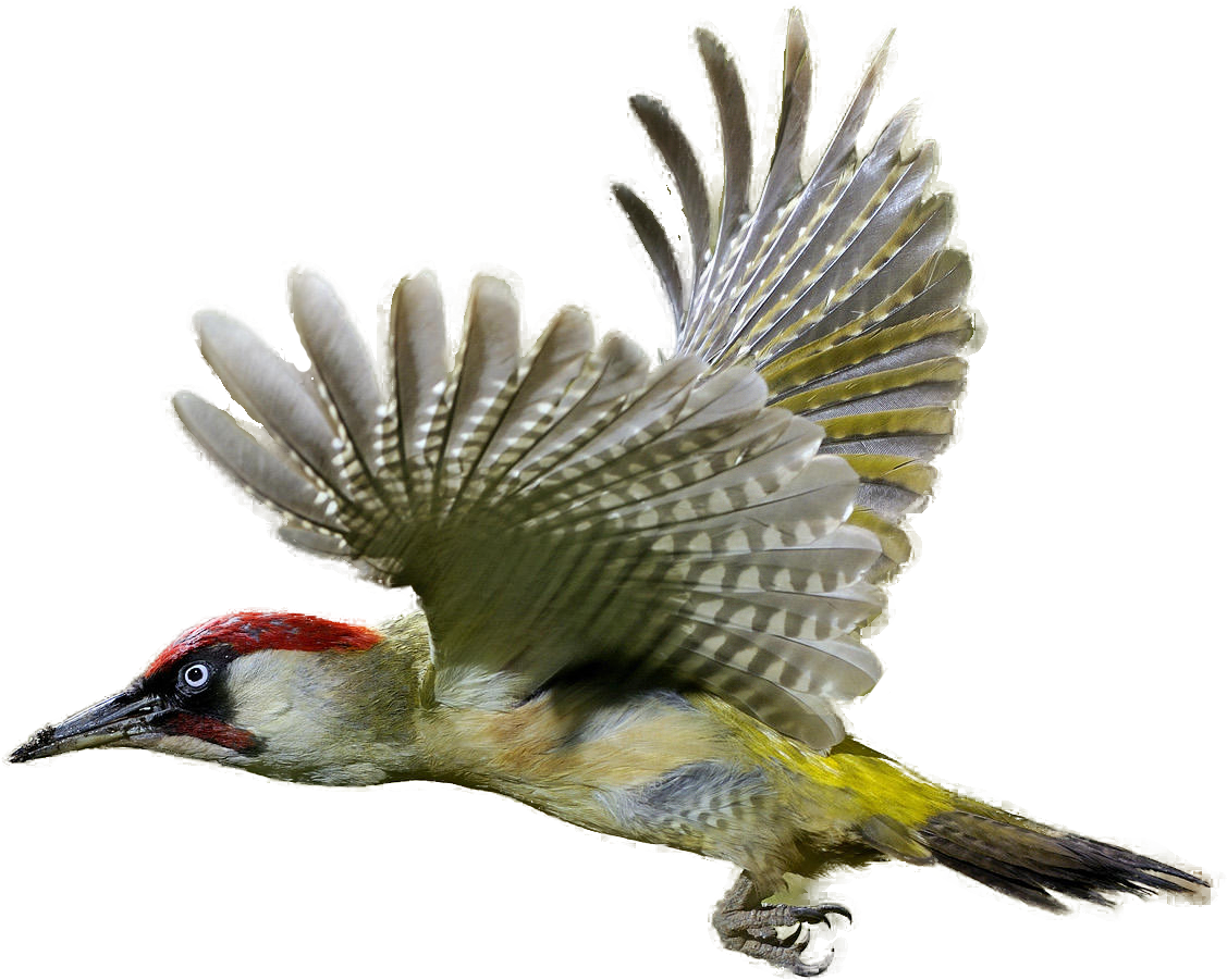 Woodpecker Clipart Realistic - Woodpecker Png (1194x972), Png Download