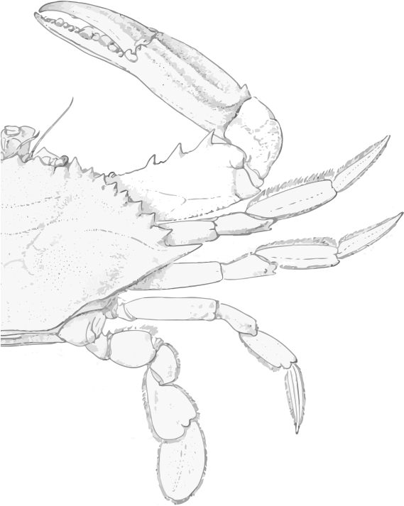 Blue Crab Illustration In Background - Illustration (614x722), Png Download