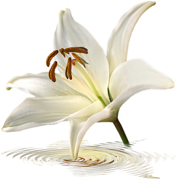 Bleed Area May Not Be Visible - Lily Iphone Case (600x603), Png Download