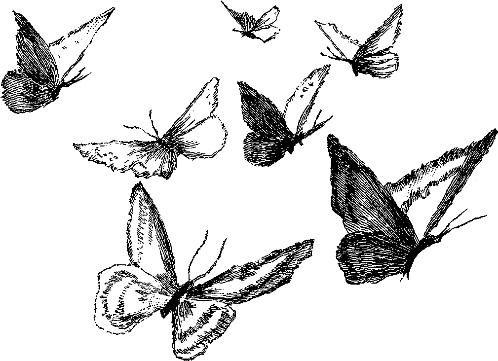 Download Pencil Black And White Butterfly Drawing