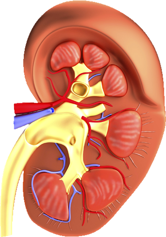 Ric Flair Woo Png - Mild Scarring In Mid Pole Kidney (342x486), Png Download