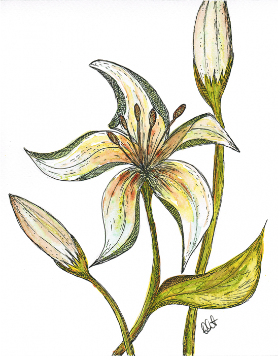 Colour Fine Art Print - Erythronium Dens-canis (700x700), Png Download