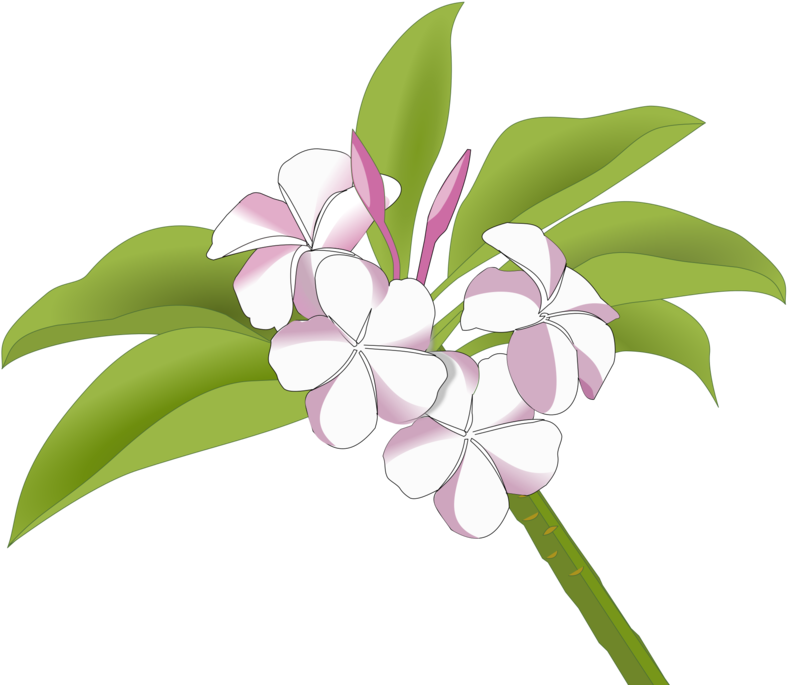 Floral Design Drawing Red Frangipani Flower Plumeria - Logo Bunga Kamboja (1000x750), Png Download