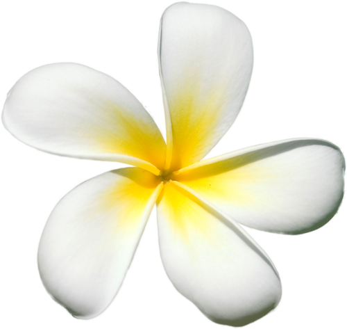 Exotic Flowers - Frangipani (500x473), Png Download