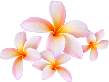 Frangipani - Sacuanjoche Png (456x343), Png Download