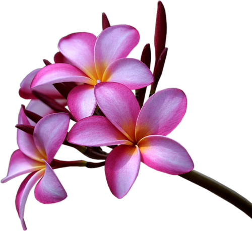 Floral Theme - Plumeria Plumeria Rubra Background Yellow Flower With (500x459), Png Download