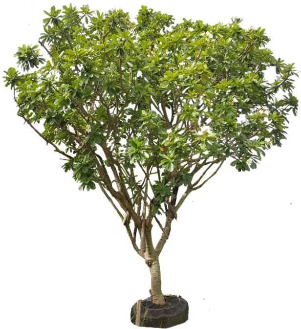 Plumeria Obtusa - Tree (649x768), Png Download