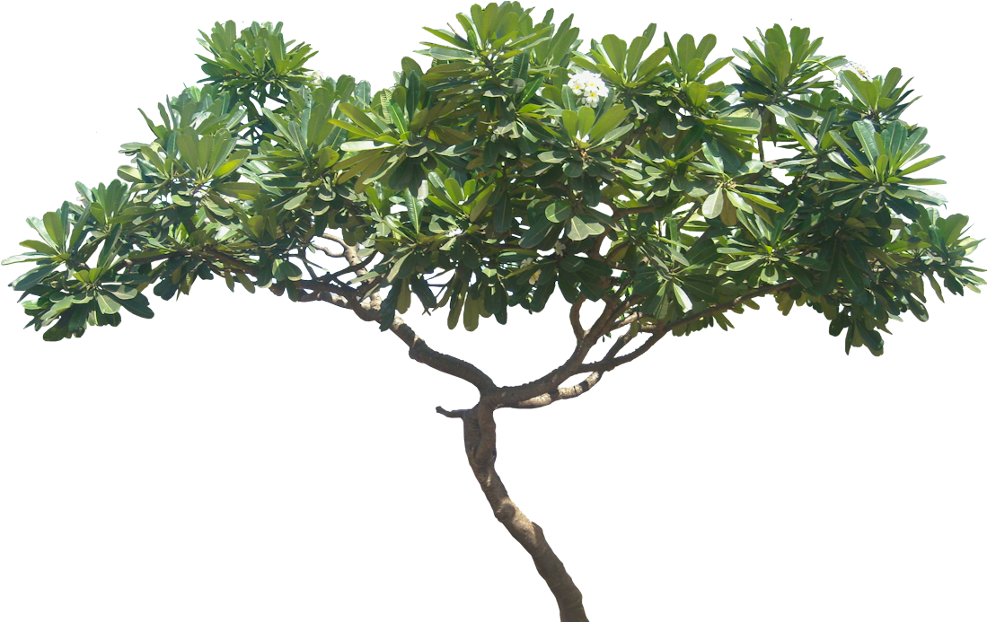 Plumeria Obtusa, Height - Plumeria Alba Tree Png (1108x702), Png Download