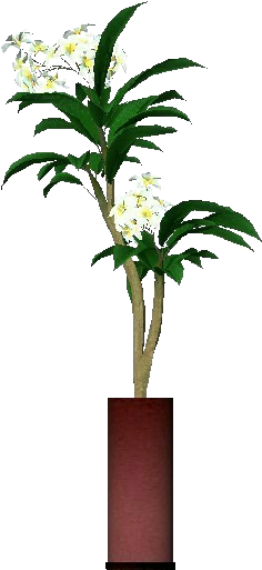 3d Flowers - Plumeria Rubra - Red Frangipani (750x527), Png Download