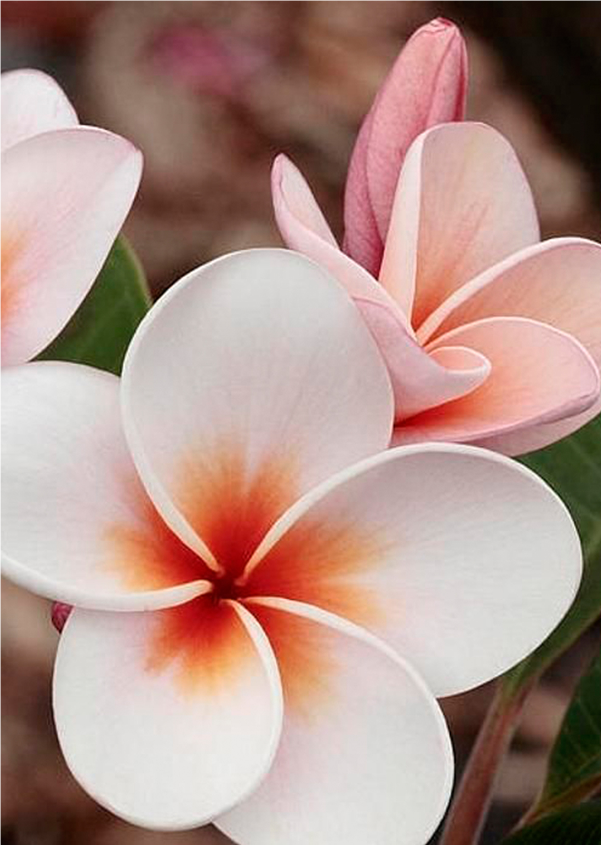 ღღ Plumeria By James Steele - Flor Champa (1181x1890), Png Download
