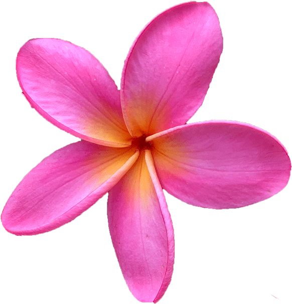 Click Here For Our Entire Plumeria Cutting Collection - Frangipani (638x640), Png Download