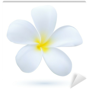 Hawaii Flower Frangipani, White Tropical Plumeria Wall - Frangipani (400x400), Png Download