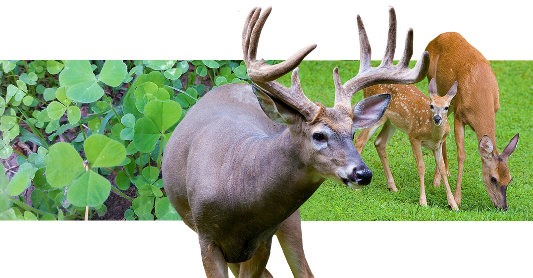 Food Plot And Whitetail Habitat Specialists - Food Plot (1076x561), Png Download