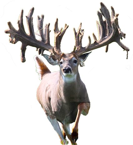 2014 - Elk (425x546), Png Download