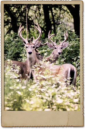 Whitetail Deer - Deer (319x467), Png Download