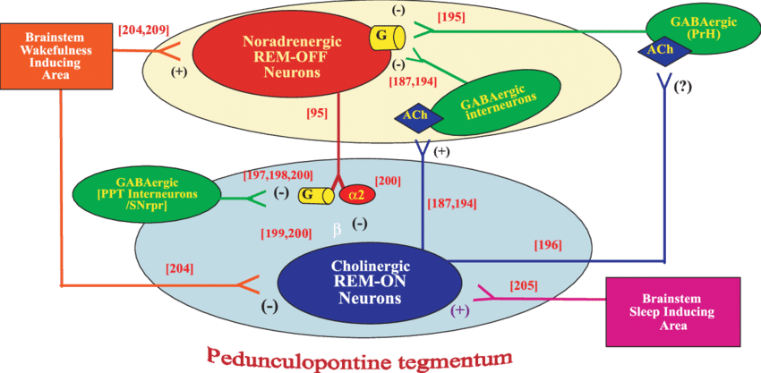 Proposed Connections To And From Rem On And Rem Off - Rem On Rem Off Neurons (850x417), Png Download