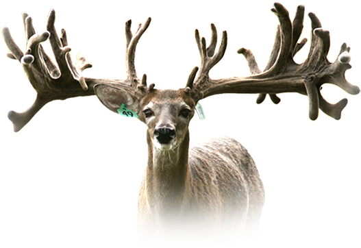 Rw Trophy Ranch Texas Whitetail Deer Breeding Terrell - Rw Trophy Ranch Ltd (555x522), Png Download